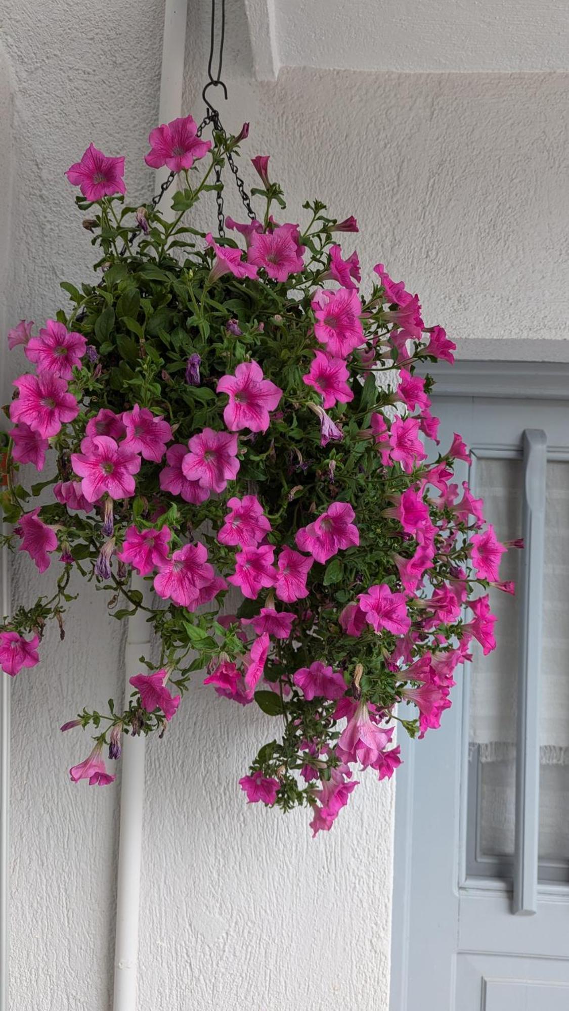 The Botanist Guesthouse Skopelos Eksteriør billede