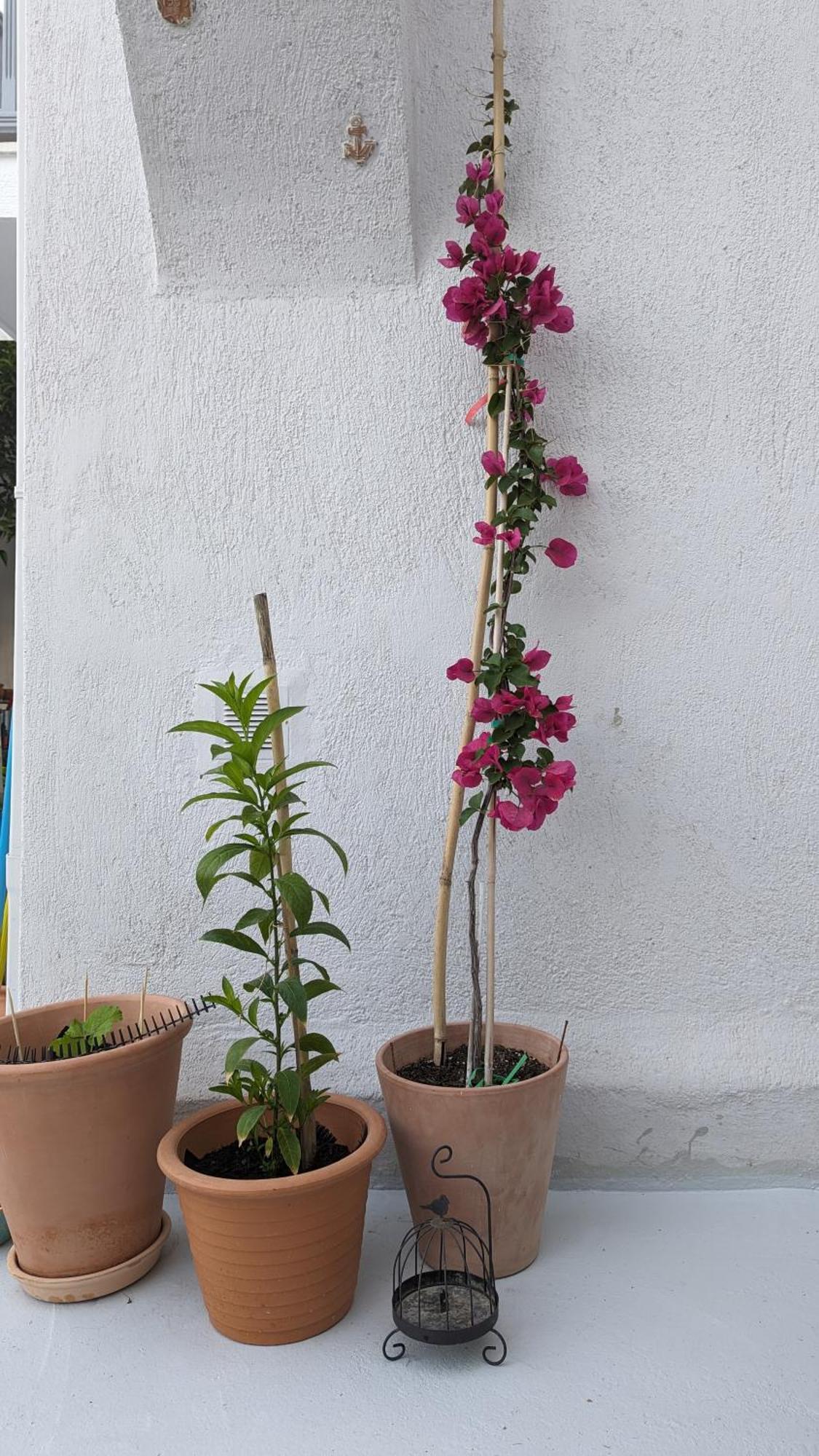 The Botanist Guesthouse Skopelos Eksteriør billede