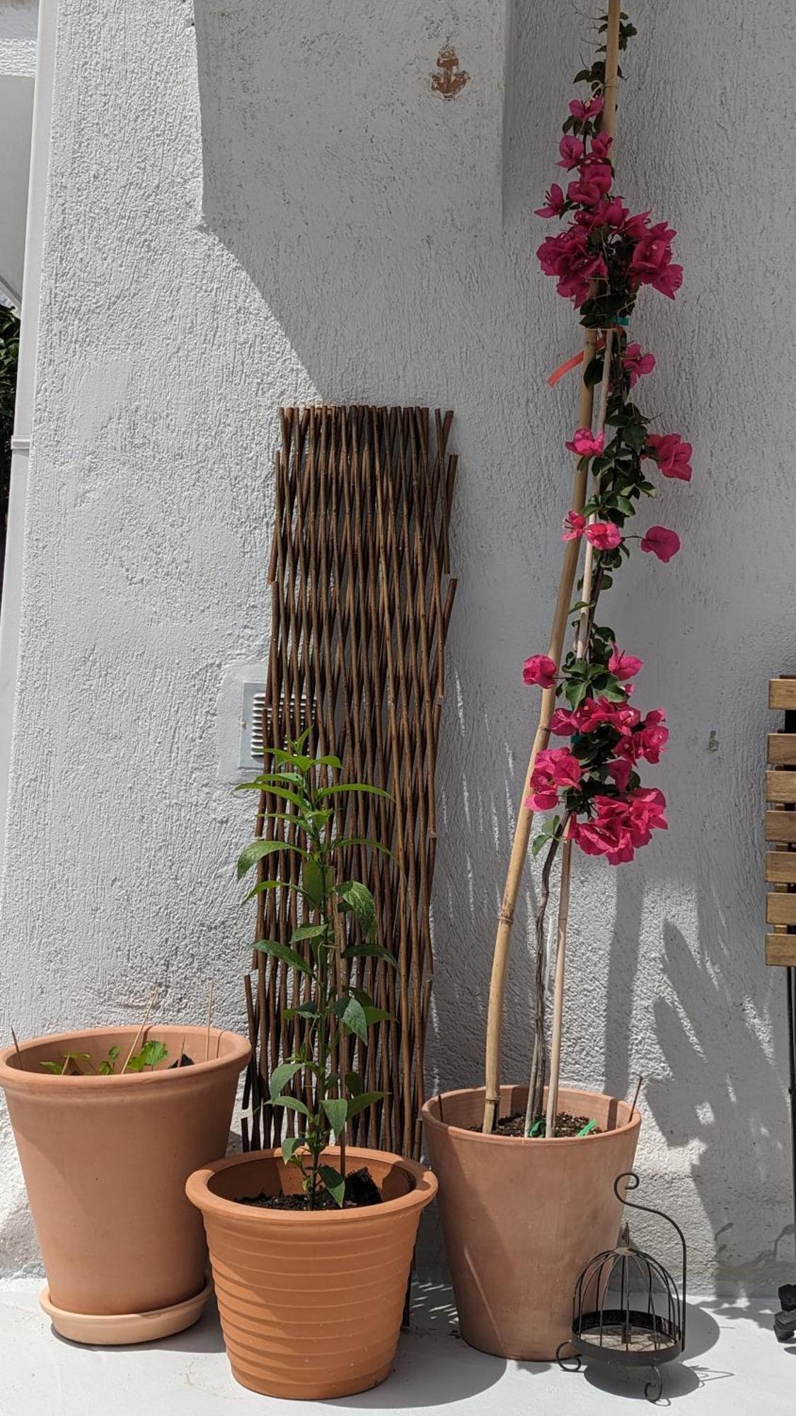 The Botanist Guesthouse Skopelos Eksteriør billede